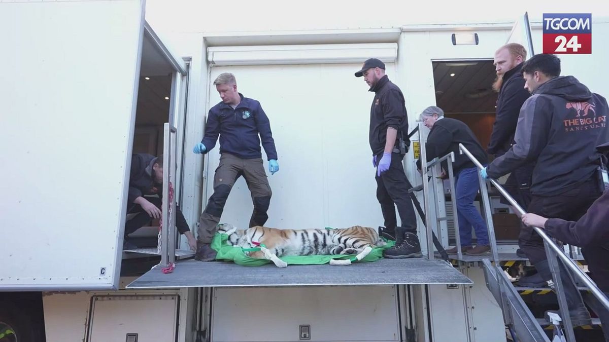 La tigre Luca non riesce a muoversi, sottoposta a Tac nel suo recinto