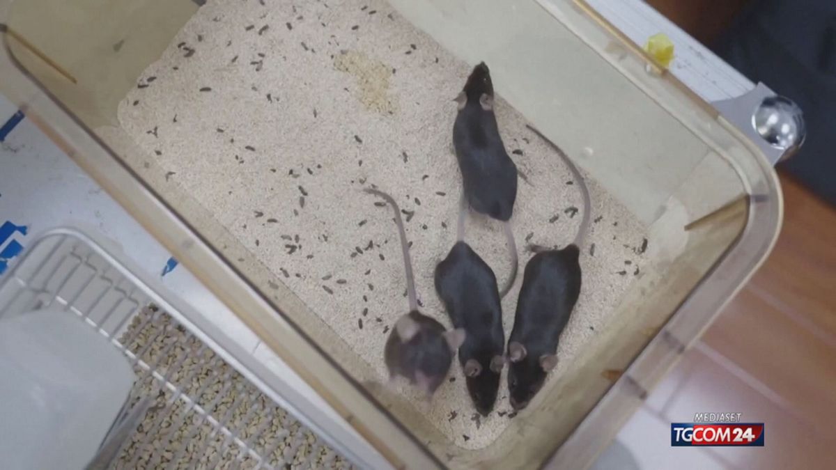 topi in orbita per sito SRV