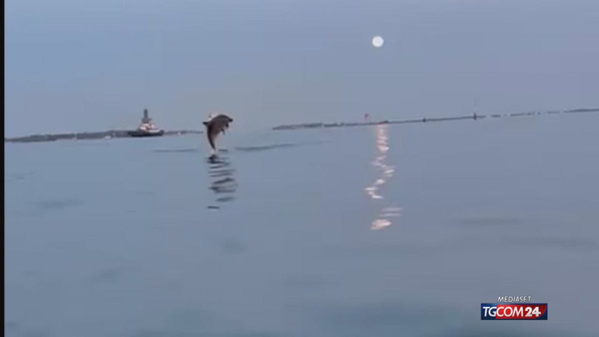 18.00 VENEZIA SI MOBILITA PER SALVARE MIMMO, IL DELFINO DI SAN MARCO SRV