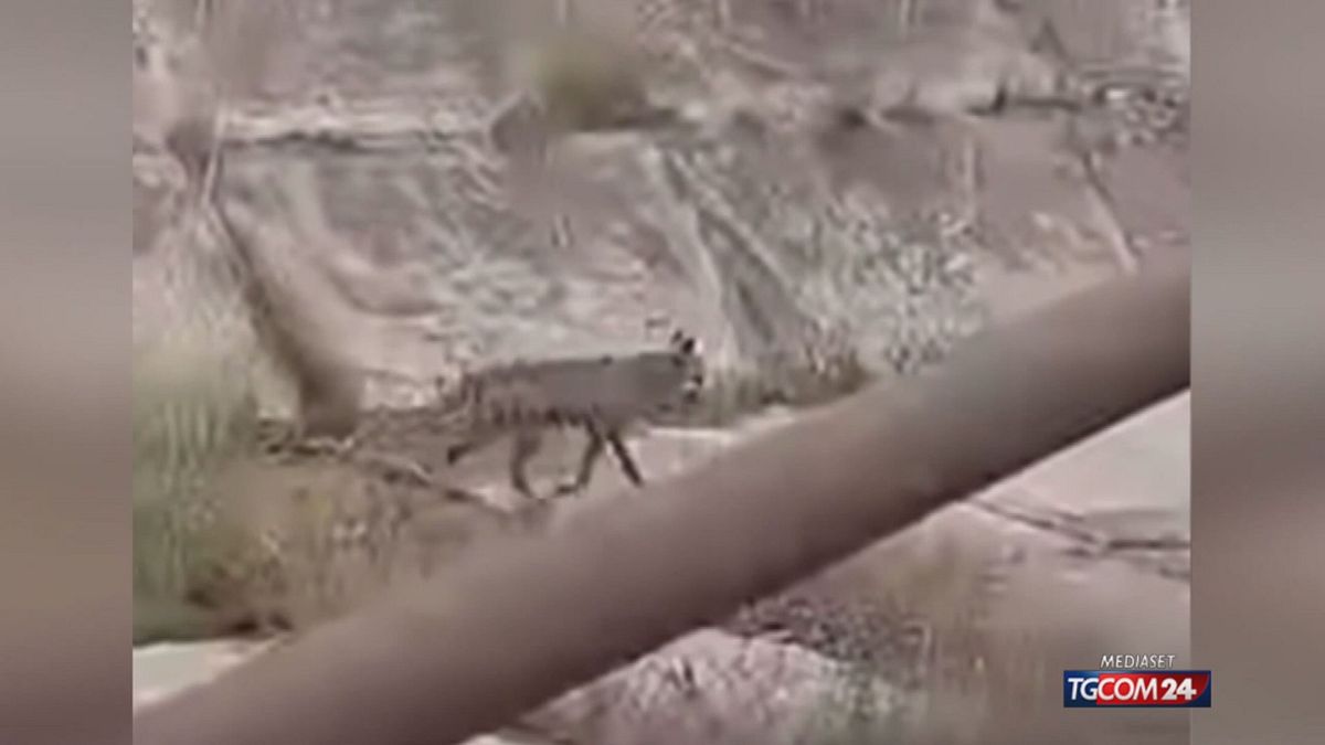 12.00 EMERGENZA LUPI SRV