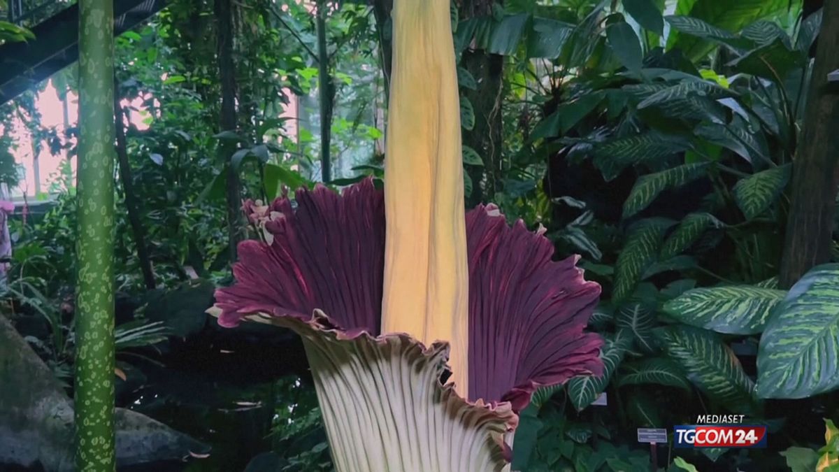 FIORE CADAVERE PER SITO SRV