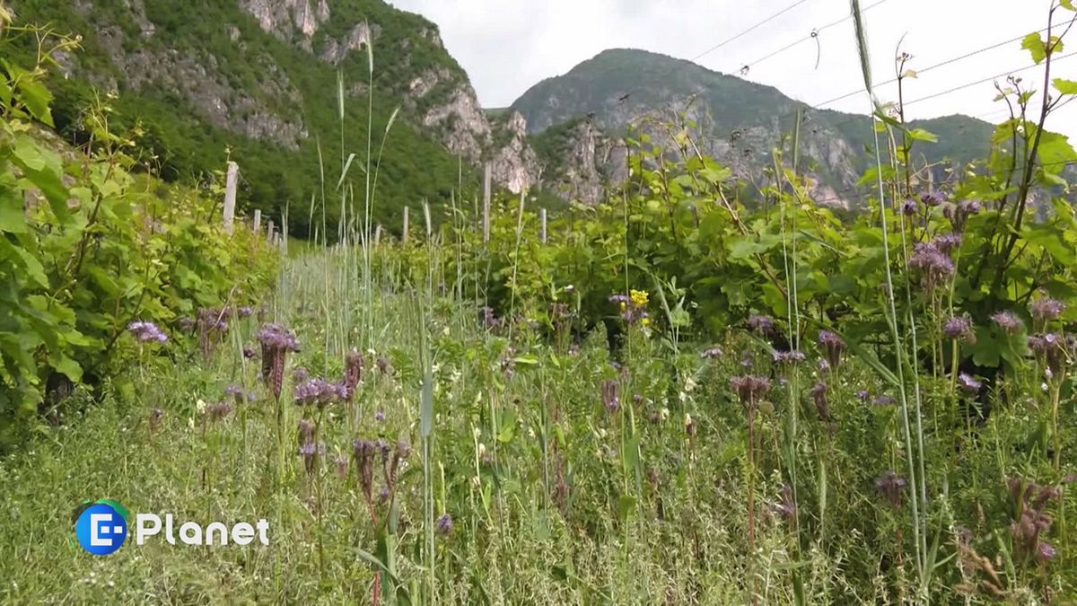 Il vino e la montagna
