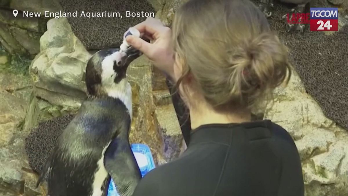 Boston, un'isola per i pinguini anziani: la trovata del New England Aquarium