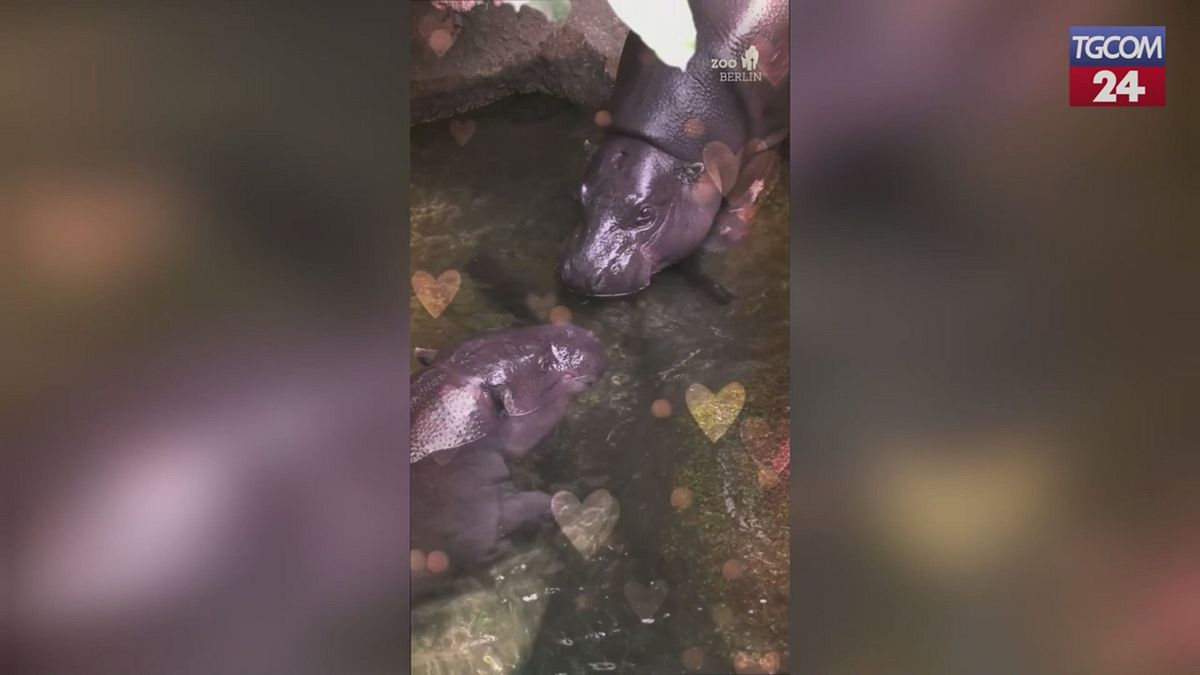 Amore tra ippopotami allo zoo di Berlino: Tobie e Debbie inseparabili