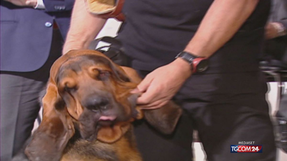 18.00 CANI SUGLI AEREI: SI (RI)CAMBIA SRV