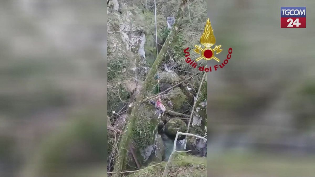 Udine, vitellina intrappolata nella boscaglia: salvata dai vigili del fuoco con l'elicottero