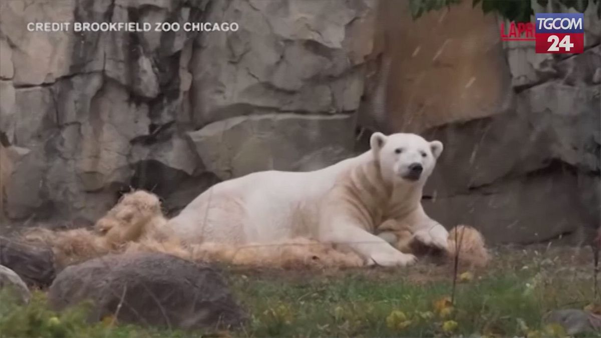Gli animali scoprono la neve: le immagini dallo zoo di Chicago