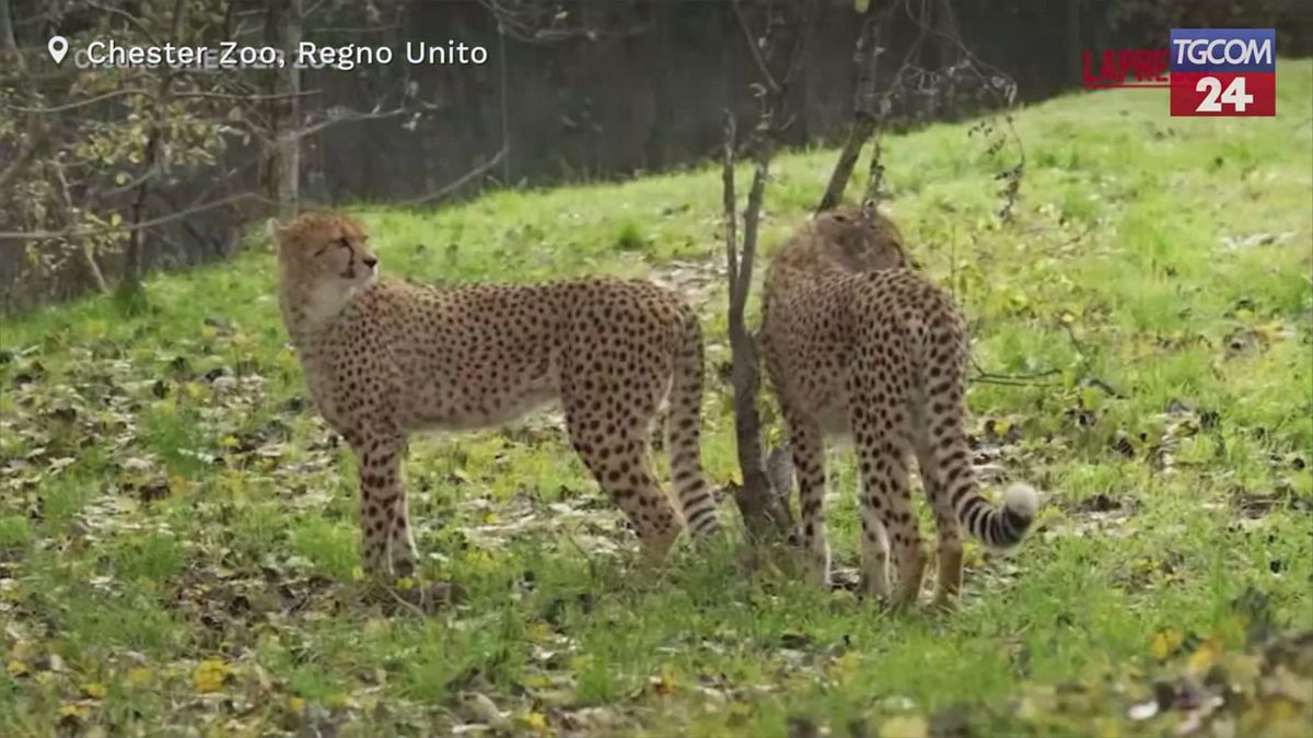 Regno Unito, al Chester Zoo sono arrivati i ghepardi africani Kendi e Tafari
