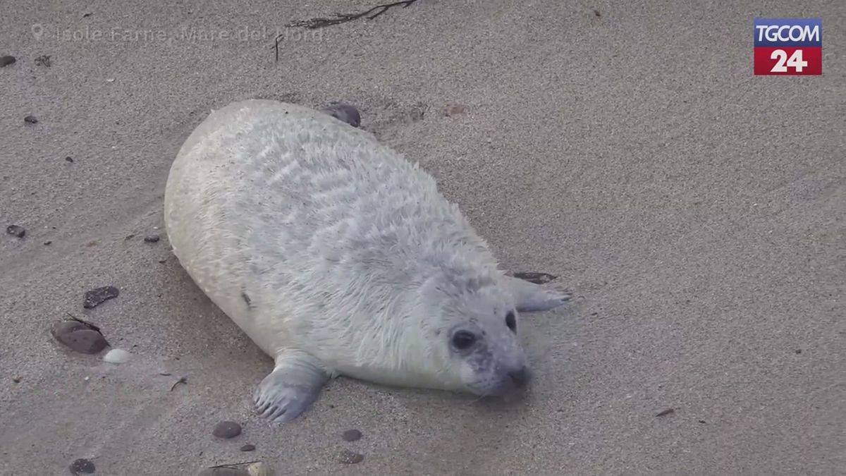 Foche grigie delle Isole Farne: il censimento che dura da 70 anni