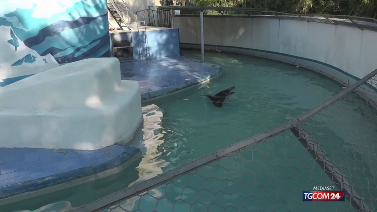 12.10 LA STORIA DEL GIGANTE "SAYLOR"