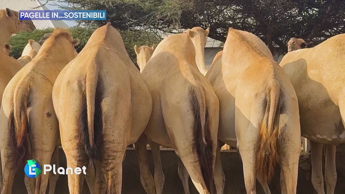 Pagelle in...sostenibili