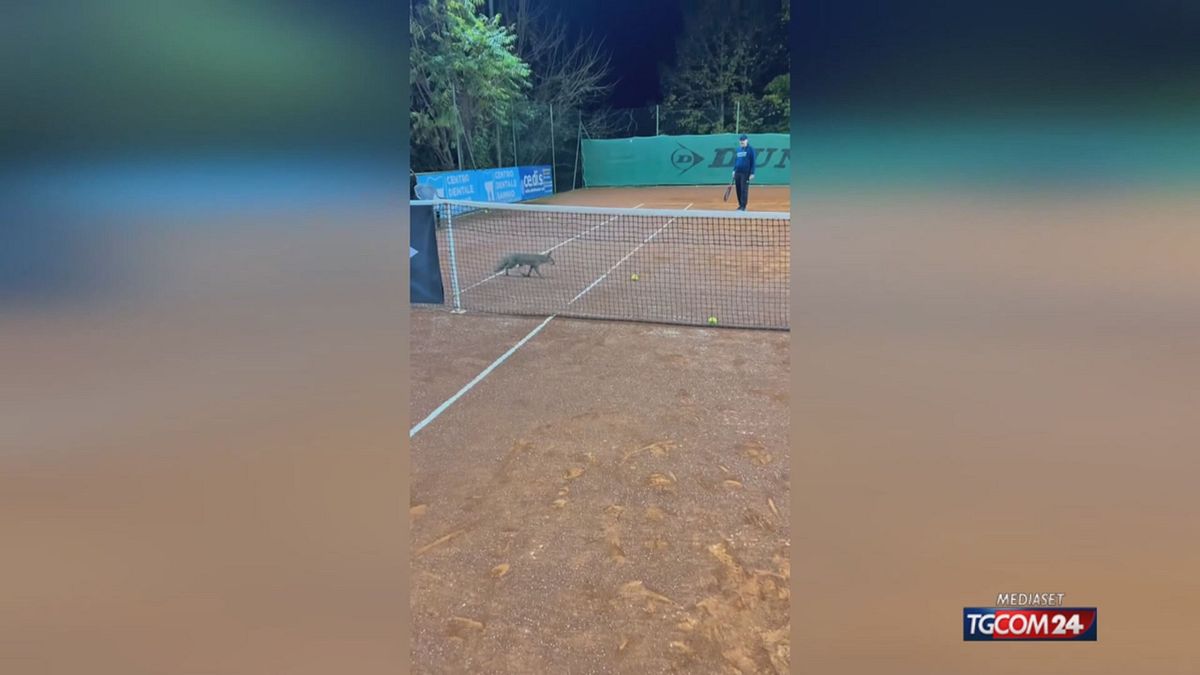 CLIP VOLPE TENNIS X SITO SRV