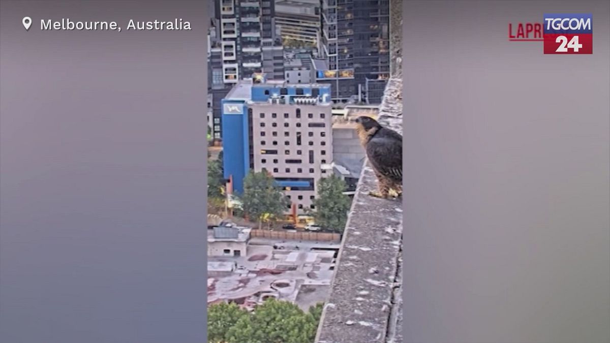 Australia, il primo volo di tre falchi pellegrini