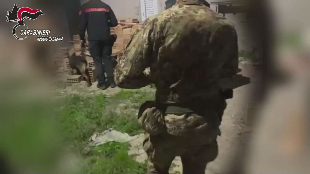 Reggio Calabria, il fiuto del cane Manco guida i carabinieri verso il nascondiglio della droga