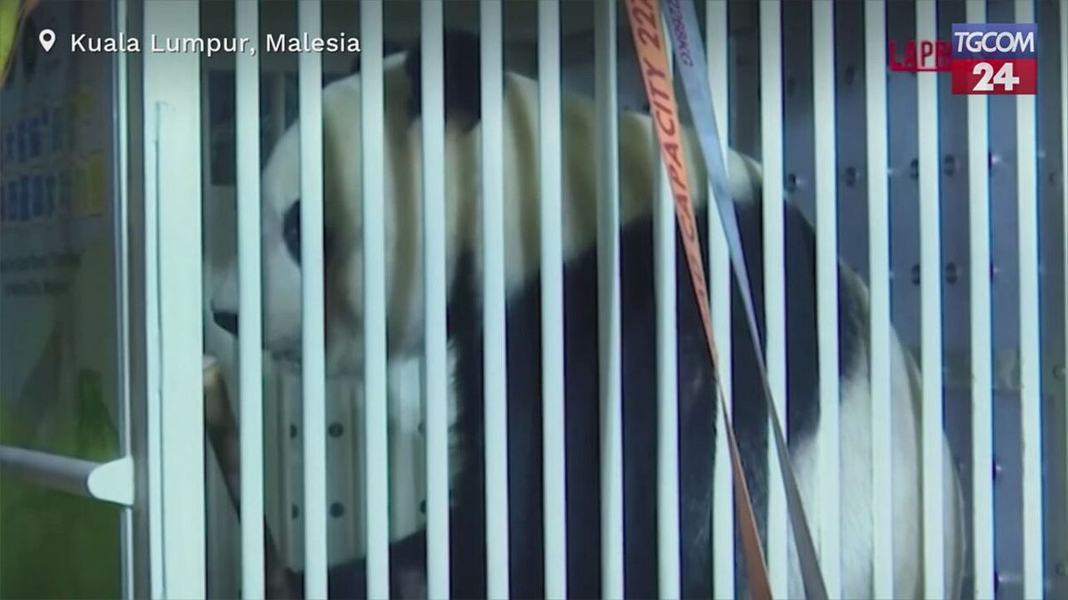 Malesia, sorpresa a Kuala Lumpur: arrivano i due panda giganti