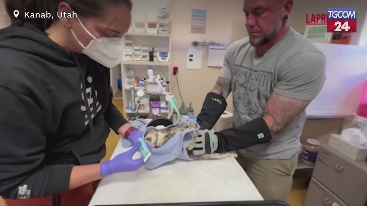 Utah, gufo intrappolato nel cemento: i veterinari lo ripuliscono