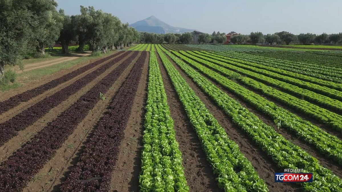 VIDEO X COTELLESSA 1 SRV