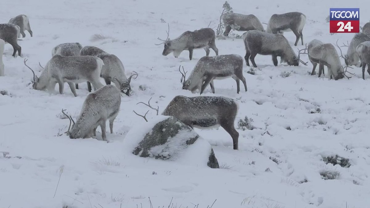 Scozia, renne in strada: traffico bloccato nelle Highlands