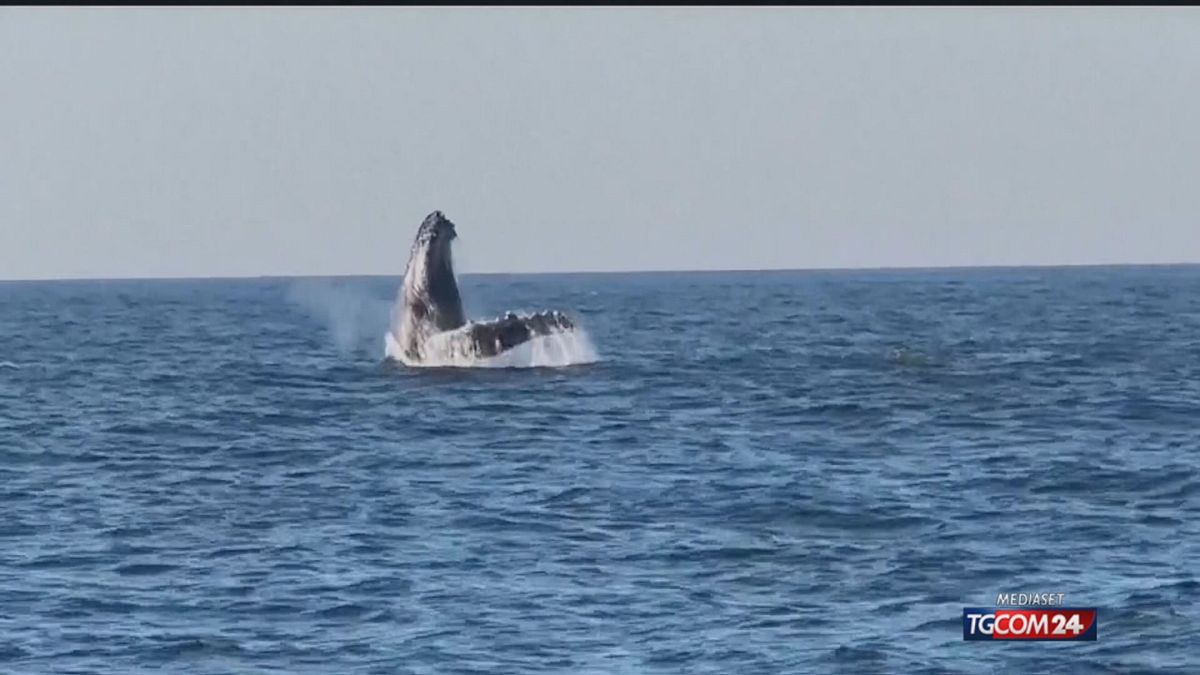 12.00 PROTEZIONE BALENE SRV