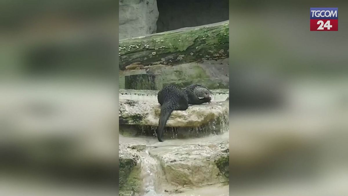 Roma, le lontre del Bioparco alle prese con giochi e puzzle naturali