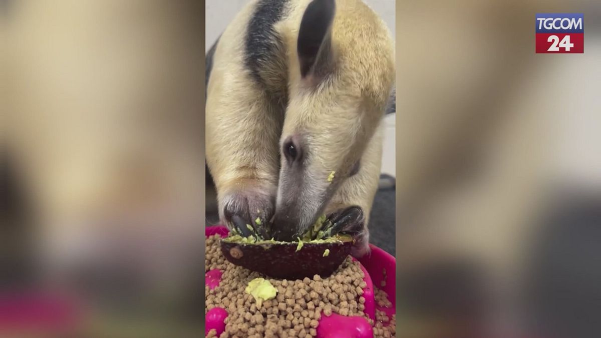 Nashville, il tamandua mangia con la sua lingua super appiccicosa