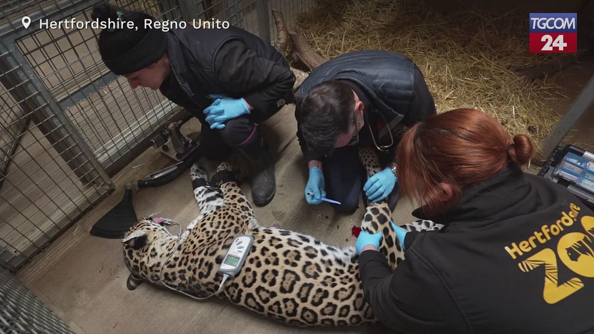 Regno Unito, giaguaro ferito curato dai veterinari nello zoo di Hertfordshire