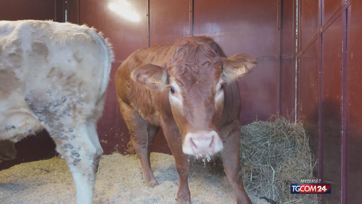 12 (NON USARE) LA MUCCA RITROVATA SRV