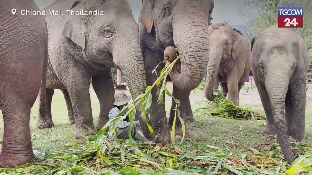 Ninne nanne e carezze: così Lek guarisce gli elefanti