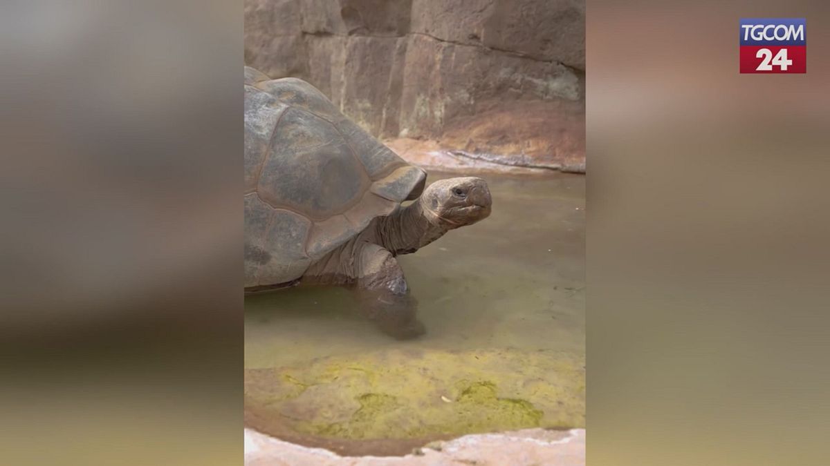 Lutto a San Diego per la morte di Gramma, la tartaruga delle Galápagos di 141 anni