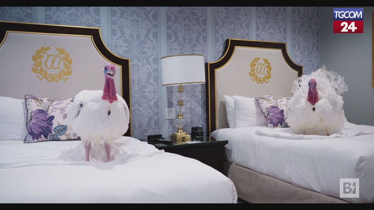 Washington: la bella vita di Gobble e Waddle, i due tacchini graziati da Trump e Melania