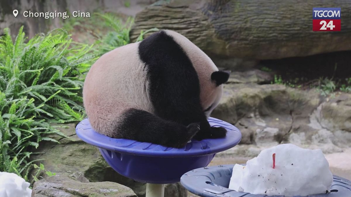 Panda nella neve: tenerezza allo zoo di Chongqing