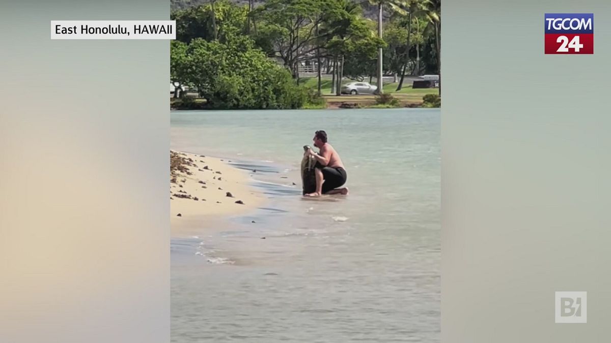 Hawaii, trascina una tartaruga per farsi un selfie