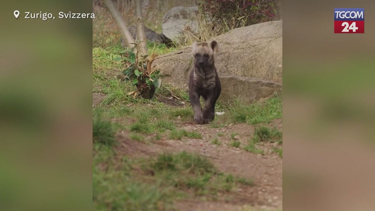 Zurigo, prima apparizione del cucciolo di iena allo zoo