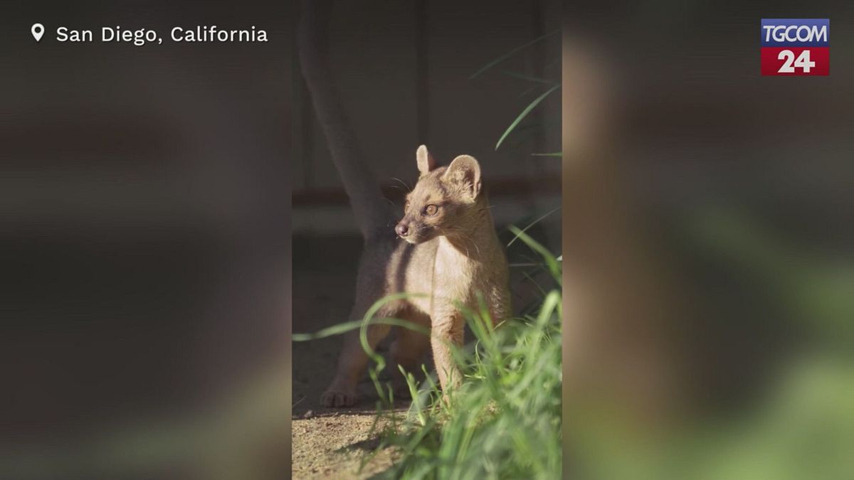 California, nascono tre rarissimi cuccioli di fossa nello zoo di San Diego