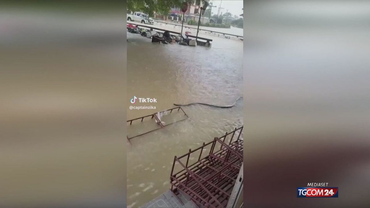 SERPENTE ALLUVIONE THAILANDIA SRV