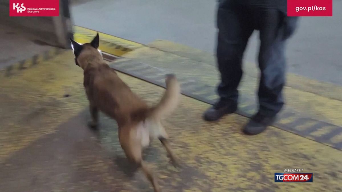 12.00 POLONIA, CANE PER SIGARETTE MCH