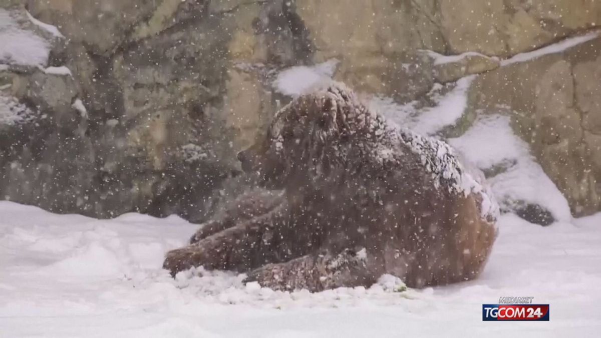 zoo chicago neve per sito SRV