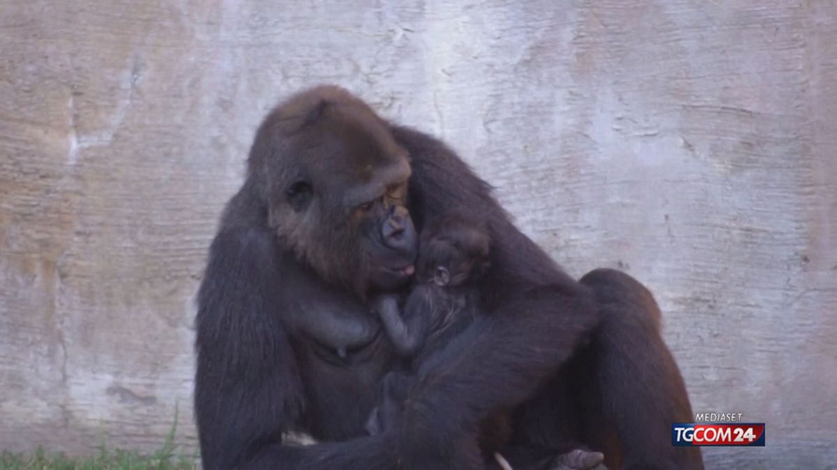 BABY GORILLA ZOO SPAGNA X SITO SRV