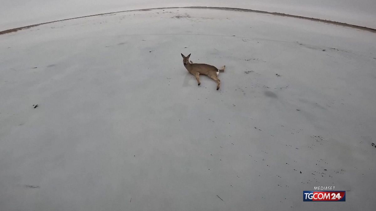 CAPRIOLI SALVATI RUSSIA SITO SRV