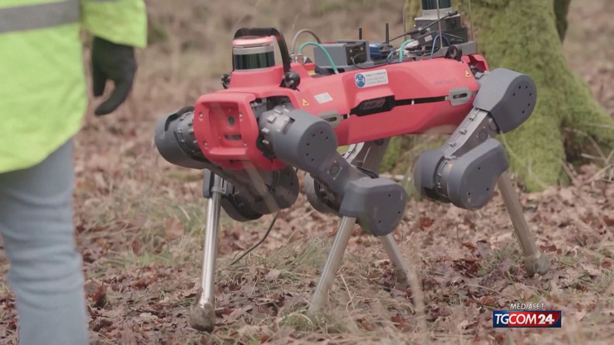 OXFORD CANE ROBOT X SITO SRV