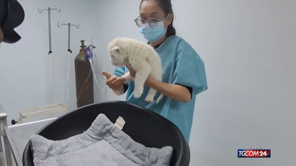 LEONE BIANCO VENEZUELA X SITO SRV