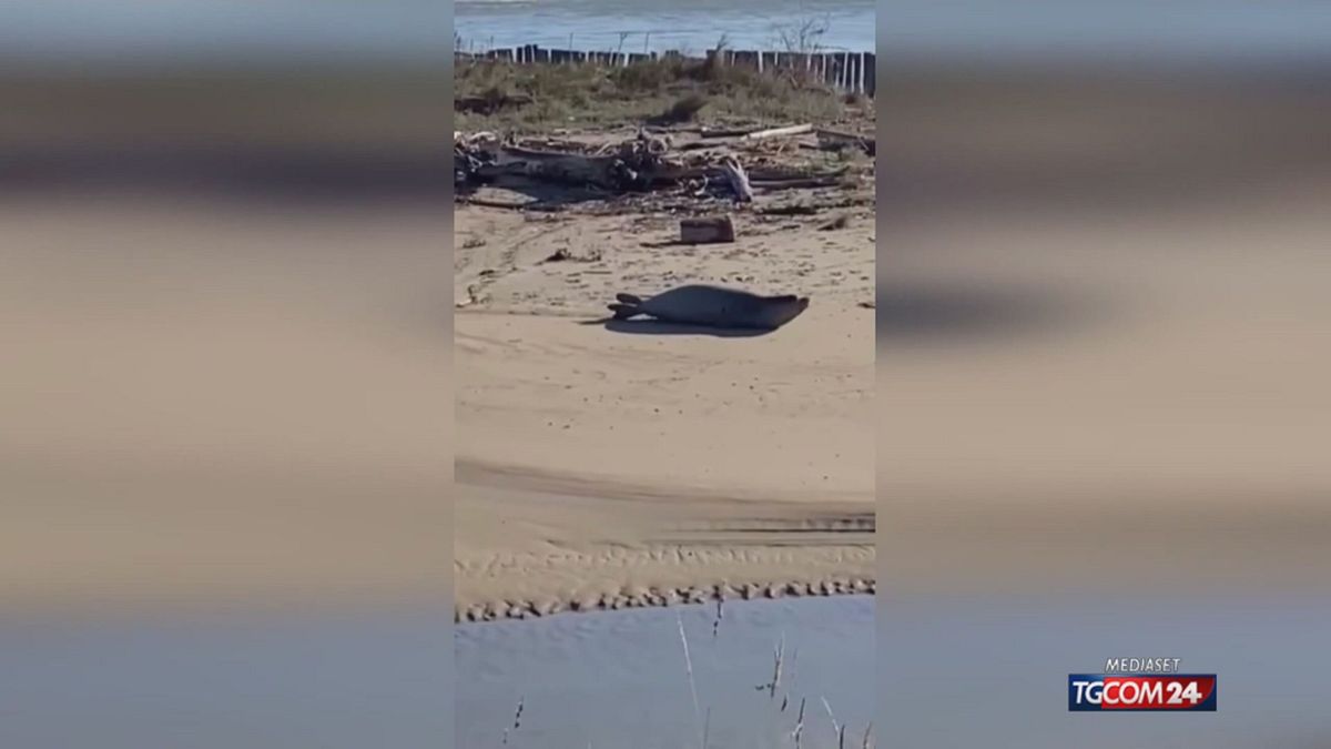 OCA MONACA RAVENNA SRV