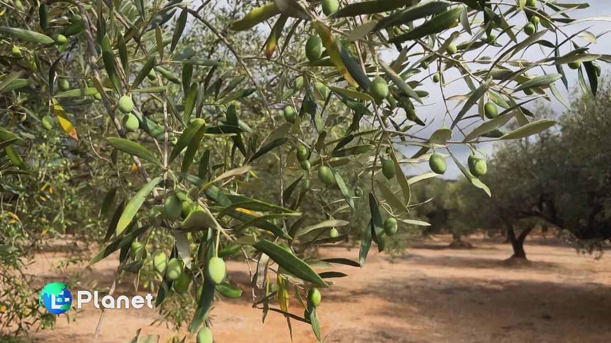 L'olivo, un tesoro da proteggere