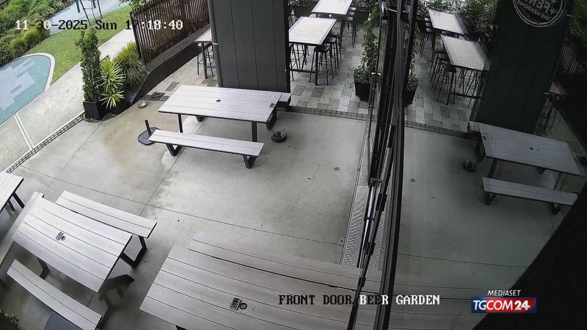 12.00 MCH FOCA NUOVA ZELANDA MCH