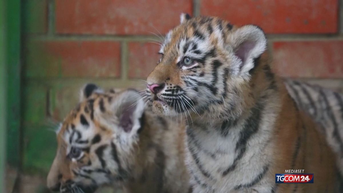 CUCCIOLI TIGRE ZOO MOSCA SRV