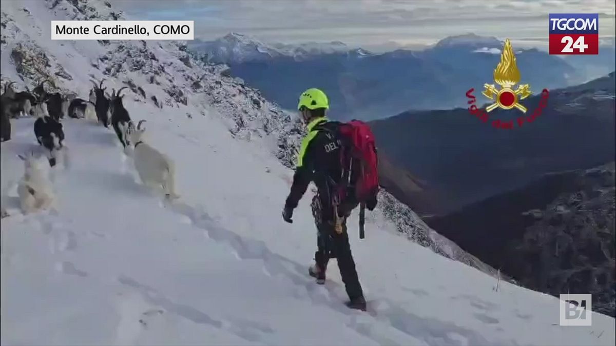 Como, le capre si disperdono dopo essere state attaccate dai lupi: a riportarle a casa ci pensano i vigili del fuoco