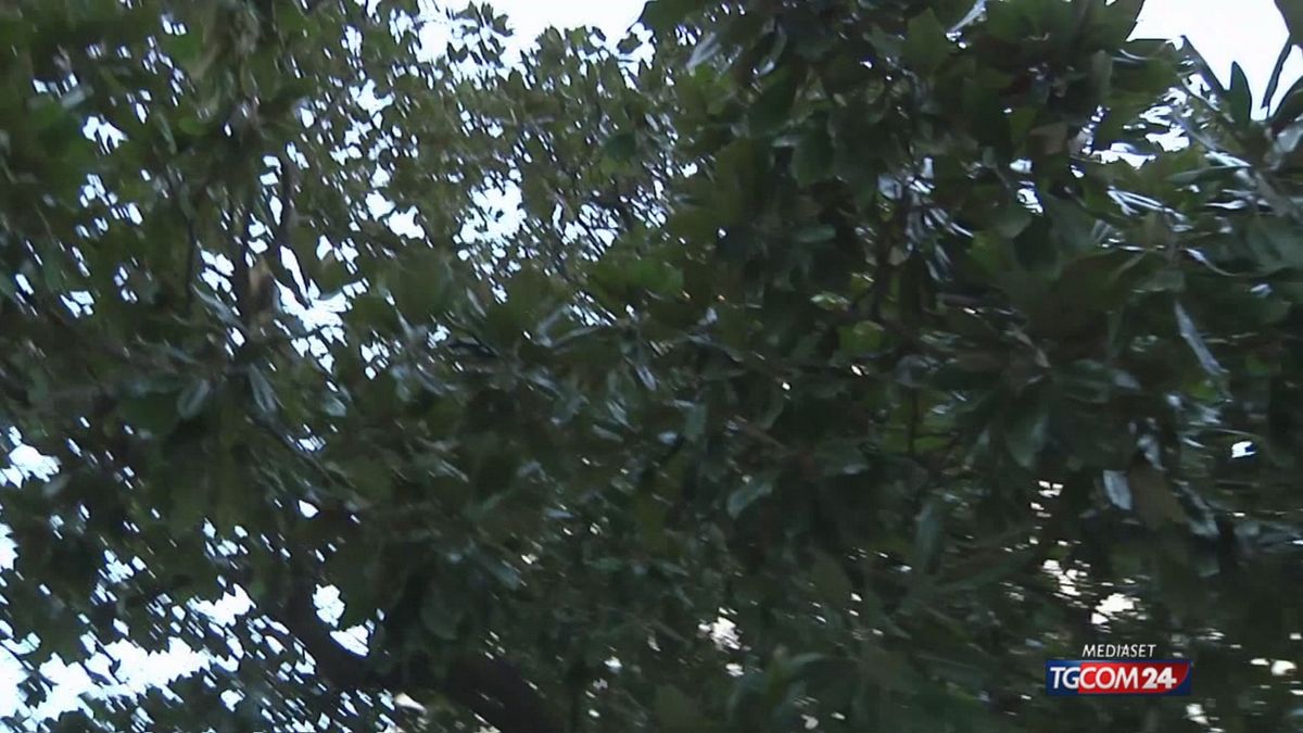 18.10 ROMA, MAGNOLIA DELLA REGINA