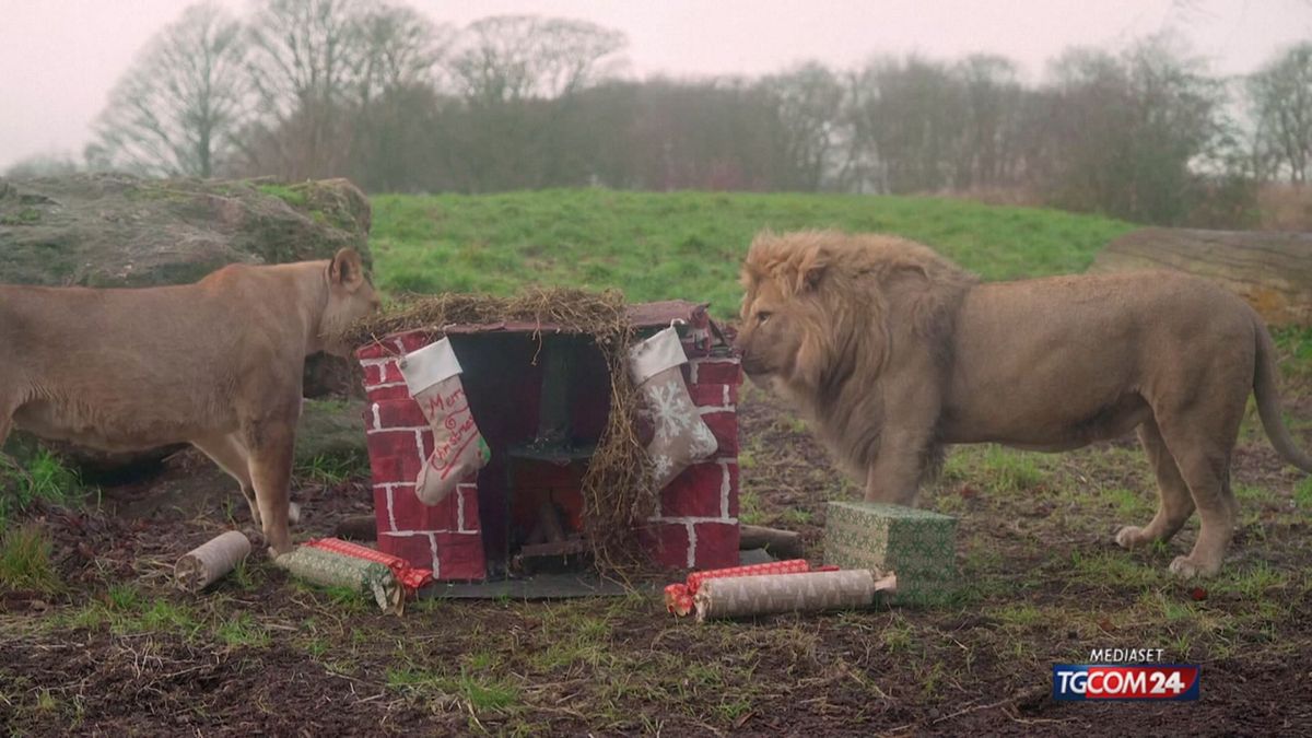 NATALE ZOO INGLESE OK SRV
