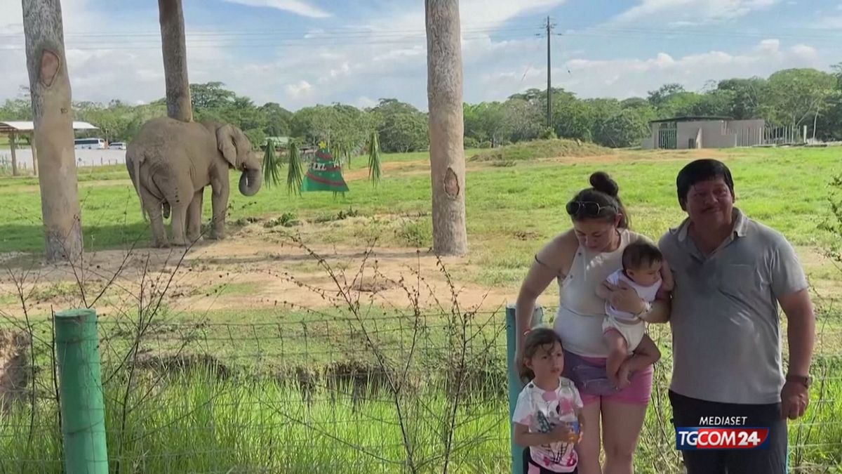 12.00 MCH NATALE E ZOO COLOMBIA MCH