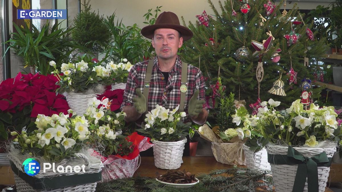 E-Garden - L'elleboro